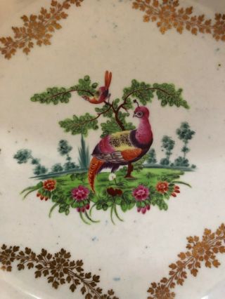 Dr Wall First Period Worcester Exotic Birds Scalloped Plate c1770 2