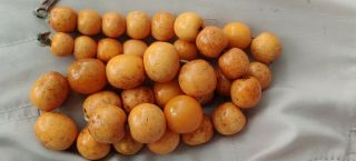 Antique German Pressed Amber Necklace Beads Natural Baltic 77g 2