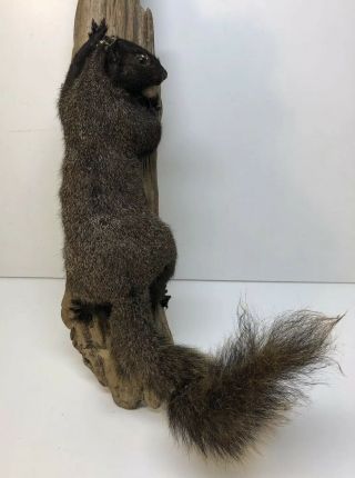 Vintage Estate Find Black / Fox Squirrel Mount Hunting Squirrel Taxidermy