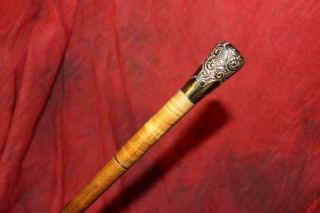 Spectacular Victorian Gold Topped Cane W/tapered Tiger Maple Striped Shaft