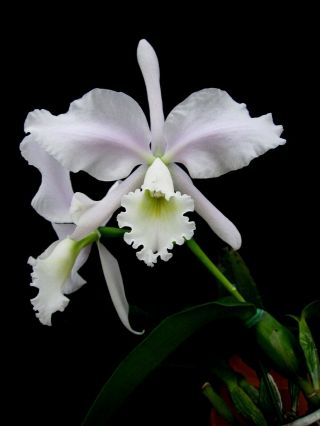 Rare Orchids - C Warneri 