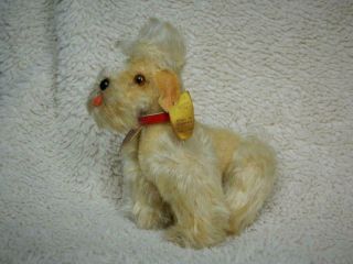 Steiff Vintage 1959 Mohair 5 " 14cm Snobby Poodle With Collar & All Ids 5314,  04