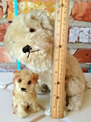 Vintage Steiff Mohair CUTE Molly Puppy Dog Duo - FF Button & US Zone Germany 2