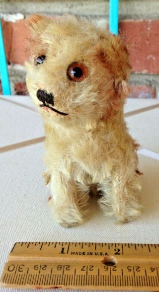 Vintage Steiff Mohair CUTE Molly Puppy Dog Duo - FF Button & US Zone Germany 5