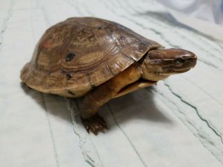 Vintage Turtle Taxidermy Real Awesome