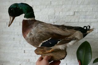 Old Lovely Vintage Mallard Duck Taxidermy Collectors About 1970