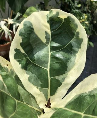 Xtremely Rare Variegated Ficus Lyrata