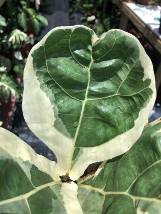XTREMELY RARE VARIEGATED FICUS LYRATA 2