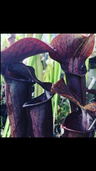 Carnivorous Plant - Sarracenia “ Kew Hybrid “ Black Alata X Kew Gardens “ Rare