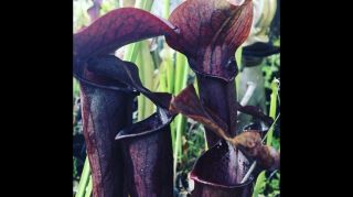 carnivorous Plant - Sarracenia “ Kew Hybrid “ Black Alata X Kew Gardens “ Rare 2