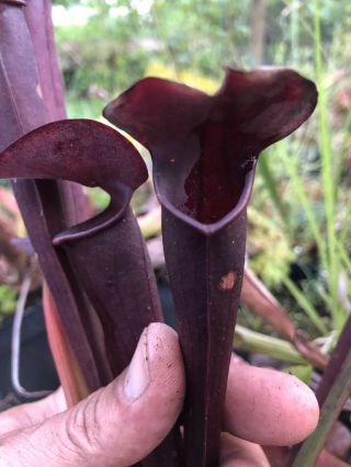 carnivorous Plant - Sarracenia “ Kew Hybrid “ Black Alata X Kew Gardens “ Rare 3