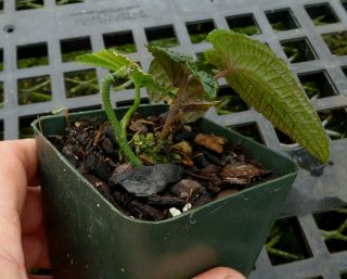 Anthurium clidemioides,  rare exceptionally miniature climbing aroid 4