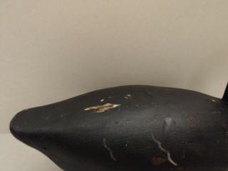 Vintage Michigan Black Duck Decoy - Unknown Carver - High Head