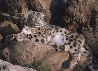 Carl Brenders Ghost Cat Ltd Art Print Snow Leopard Signed Rare