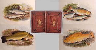19thc Antique 41 Polychrome Engravings British Fresh Water Fishes 2 - Vol Books