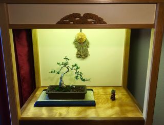 High Styling Appeal Dwarf Olive Shohin Bonsai,  Japanese Pot,  Vintage Cranes