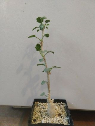 Dendrosicyos Socotrana - Rarely Offered Species - Socotra - Cucumber Tree