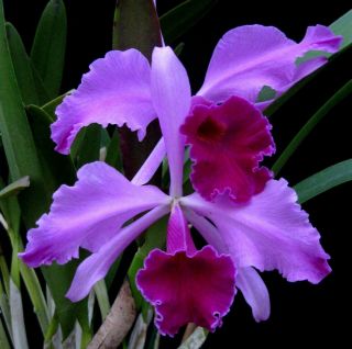 Rare Orchids - Lc Callistoglossa 