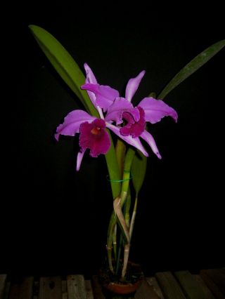 Rare Orchids - Lc Callistoglossa ' Low ' s ' DIVISION IN BUD 2