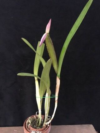 Rare Orchids - Lc Callistoglossa ' Low ' s ' DIVISION IN BUD 3
