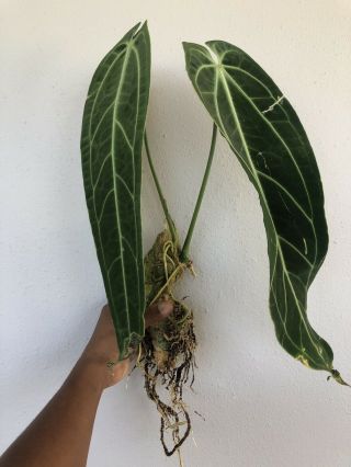 Anthurium Warocqueanum (queen Anthurium) Rare Xxl Plant