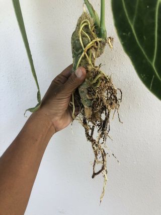 Anthurium warocqueanum (Queen Anthurium) RARE XXL Plant 3