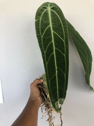 Anthurium warocqueanum (Queen Anthurium) RARE XXL Plant 4
