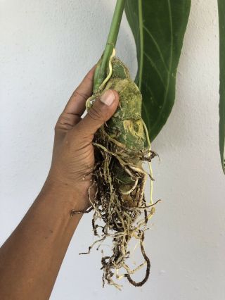 Anthurium warocqueanum (Queen Anthurium) RARE XXL Plant 6
