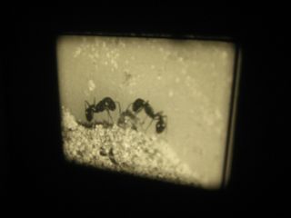 VTG 16mm TOY Film Commercial - LIVE ANT FARM A2 5