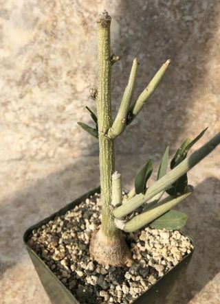 Unique And Rare Succulent Plant Caudiciform Adenia Pechuelii
