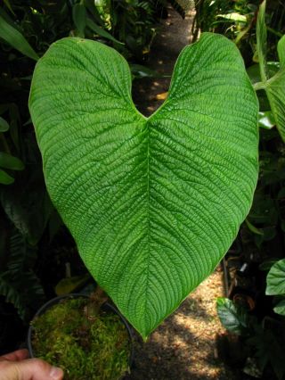 Philodendron Lynnhannoniae,  Rare Species,  Corrugated Leaf,  Aroid Plant