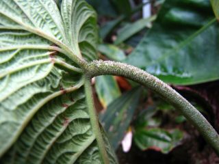 PHILODENDRON LYNNHANNONIAE,  RARE Species,  CORRUGATED Leaf,  Aroid Plant 3