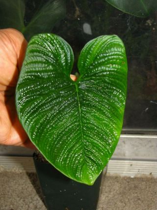 PHILODENDRON LYNNHANNONIAE,  RARE Species,  CORRUGATED Leaf,  Aroid Plant 4