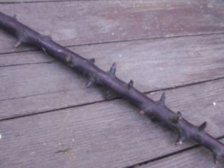 Antique Vintage Wood Wooden Shillelagh Walking Stick Cane Irish Celtic RARE 4 2