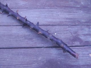Antique Vintage Wood Wooden Shillelagh Walking Stick Cane Irish Celtic RARE 4 3