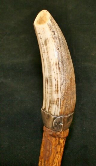 Antique/vintage German ? Walking Stick/cane With Wild Boar Tusk Handle