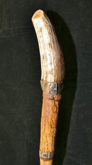 Antique/Vintage German ? Walking Stick/Cane with Wild Boar Tusk Handle 2