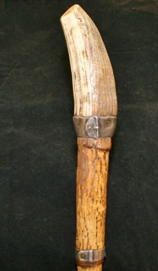 Antique/Vintage German ? Walking Stick/Cane with Wild Boar Tusk Handle 3