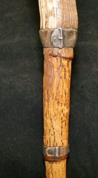 Antique/Vintage German ? Walking Stick/Cane with Wild Boar Tusk Handle 4