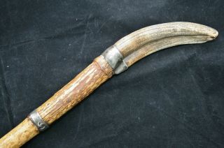 Antique/Vintage German ? Walking Stick/Cane with Wild Boar Tusk Handle 6