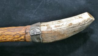 Antique/Vintage German ? Walking Stick/Cane with Wild Boar Tusk Handle 7