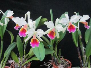 Rare Orchids - C Triumphans (dowiana X Rex)