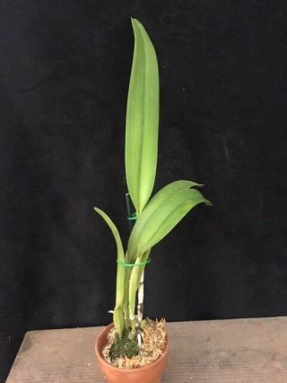 Rare Orchids - C Triumphans (dowiana x rex) 2