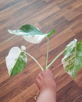 Rare Variegated Monstera Albo Cutting,  2 Surprise Mystery Cuttings