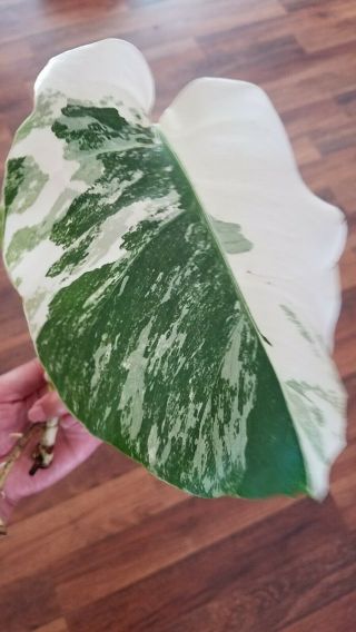 Rare Variegated Monstera Albo cutting,  2 surprise mystery cuttings 2