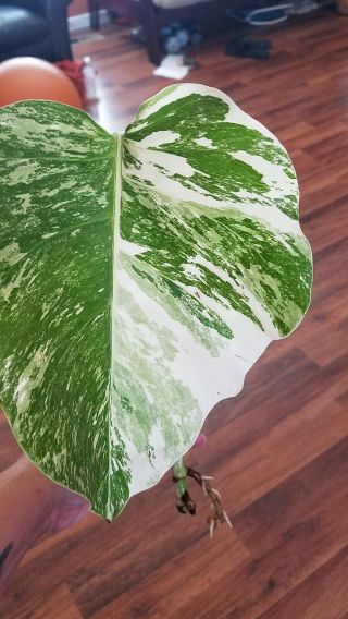 Rare Variegated Monstera Albo cutting,  2 surprise mystery cuttings 3