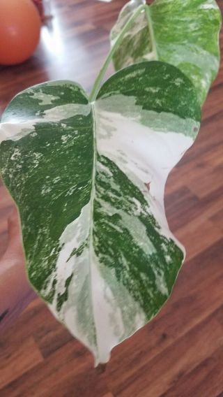 Rare Variegated Monstera Albo cutting,  2 surprise mystery cuttings 4