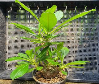 11.  Pachypodium Windsorii (from Seed) Very Rare And Succulent