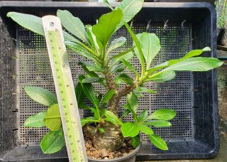 11.  Pachypodium windsorii (from seed) very rare and succulent 2