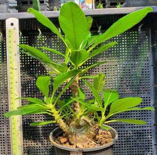 11.  Pachypodium windsorii (from seed) very rare and succulent 4